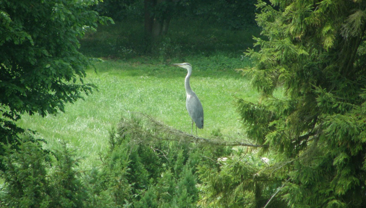Je kunt ook reigers bekijken tijdens een wandeling door het 12,5 hectare grote park., &copy; Kr&ouml;ger