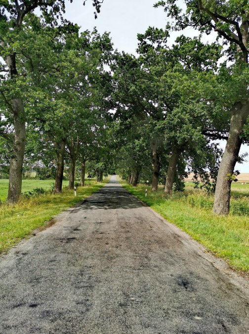 Avenue near Bristow, © E-Bike MV
