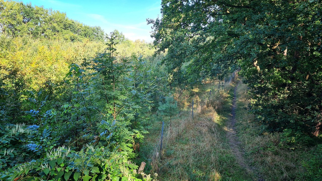Klimatyczny las Bad Kleinen // © Landesforst MV Klimatyczny las Bad Kleinen // © Landesforst MV
