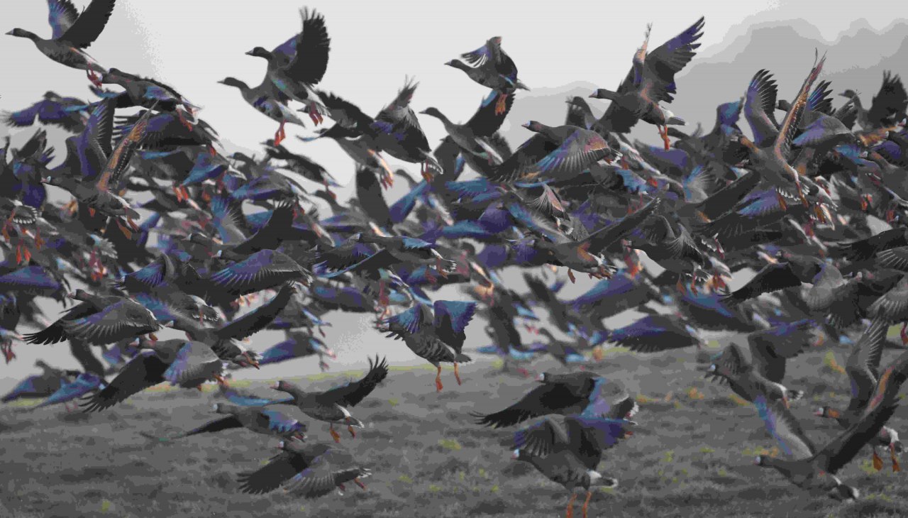 Wilde ganzen, &copy; Gudrun Marin-Ziegler