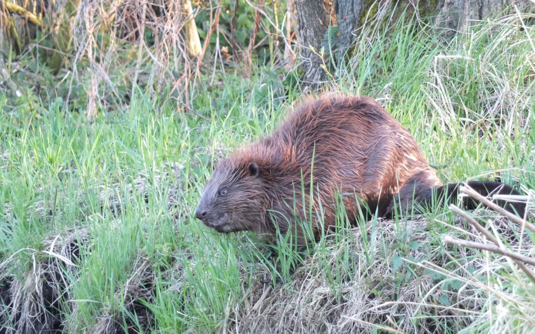 Bever op de Recknitz, © Martin Hagemann
