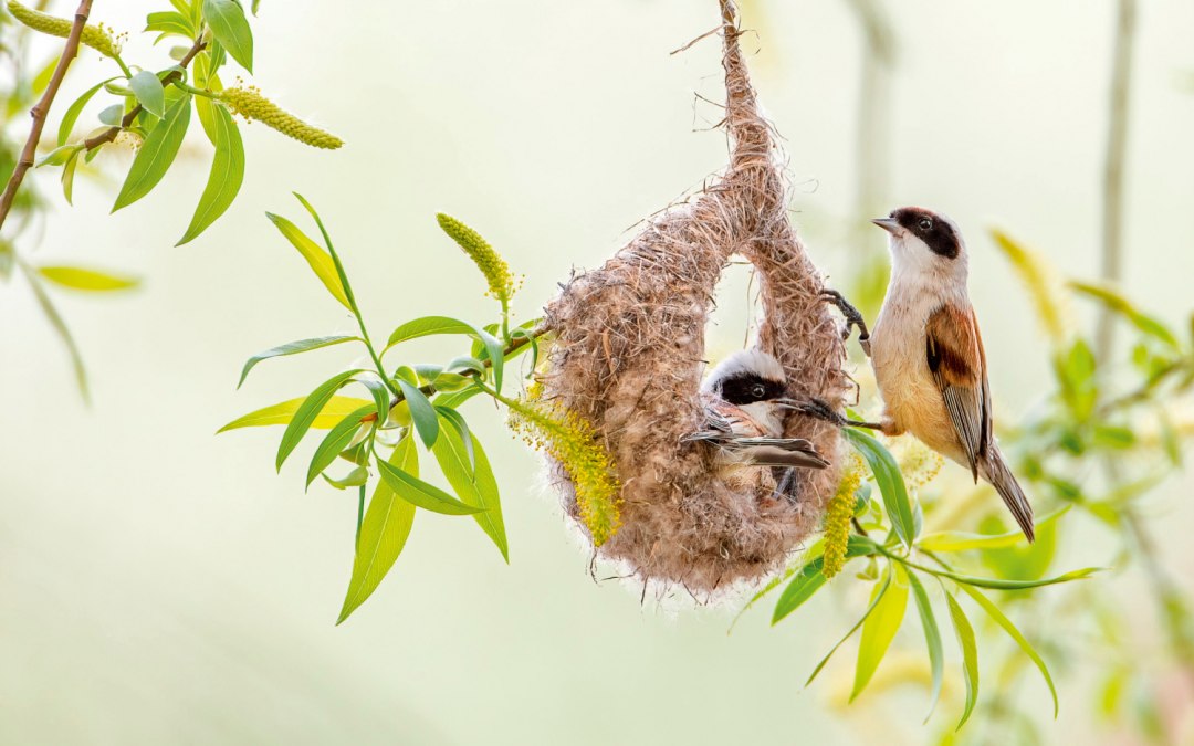 Buideltieten, © Thomas Hinsche