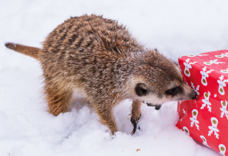 © Zoo Schwerin © Zoo Schwerin