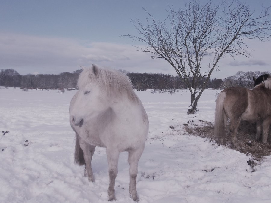Püppi w śniegu na wyspie Uznam, © Anja Debniak