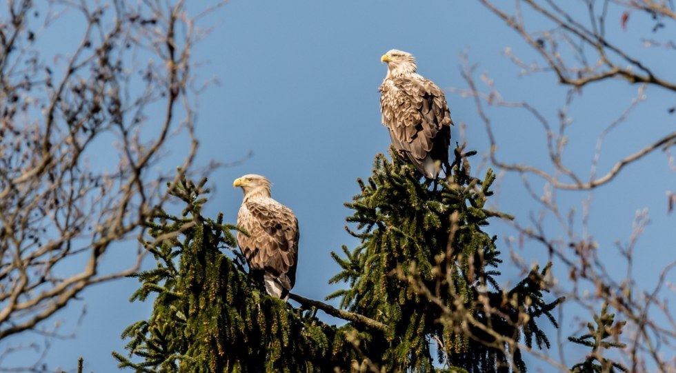 Sea eagle tour in electric boat on Feldberg lakes // &copy; Frank Berg