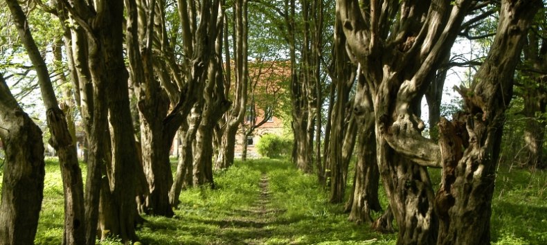 Waldpark Hessenburg // &copy; Hessenburg