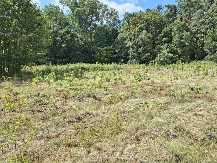 Klimawald Haidhof - Ostatnie zalesienia, © Landesforst MV