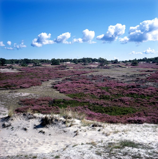 Heather blossom on Hiddensee, &copy; NPA Vorpommern
