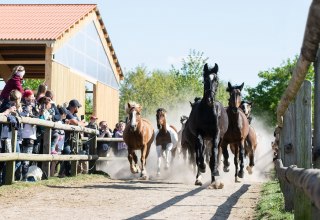 Tag der offenen Stallt&uuml;r bei den Bernsteinreitern in Hirschburg // &copy; DE