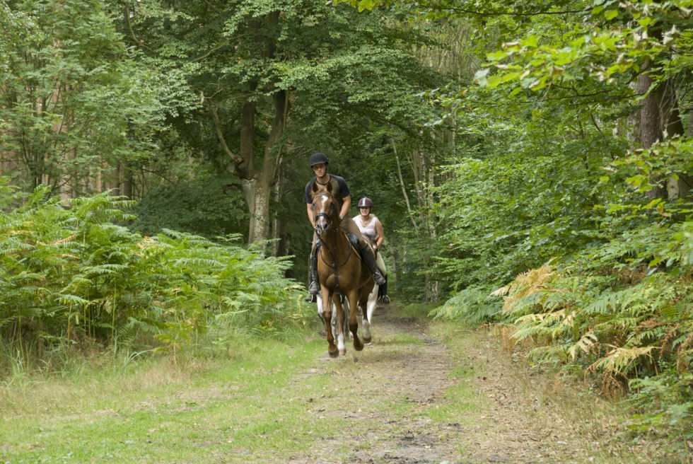 De route bevat een aantal galopsporen over bospaden die gemakkelijk te belopen zijn. // © MV-T/ Hafemann De route bevat een aantal galopsporen over bospaden die gemakkelijk te belopen zijn. // © MV-T/ Hafemann