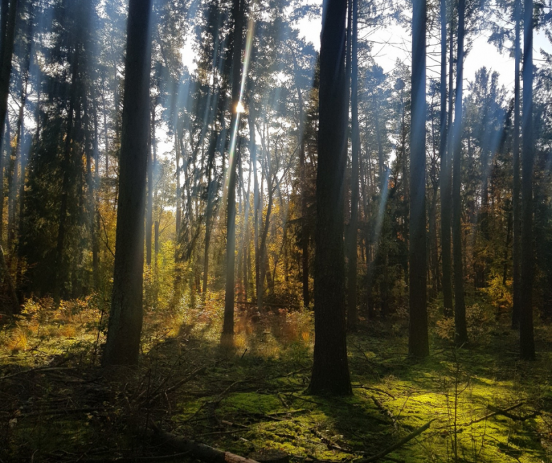 wald_wienpietschseen, © Waren (Müritz)-Information