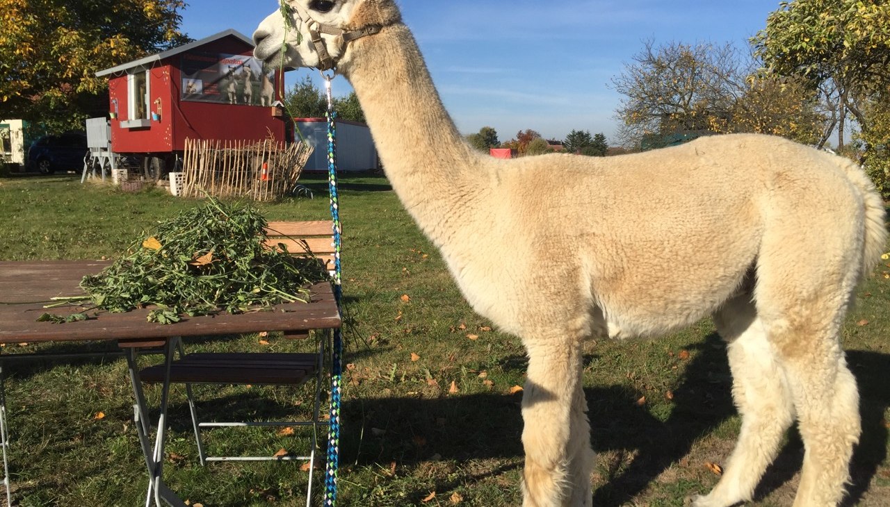 Kleine alpacaboerderij met boerderijwinkel in Penkow, © Fleesensee Alpakas