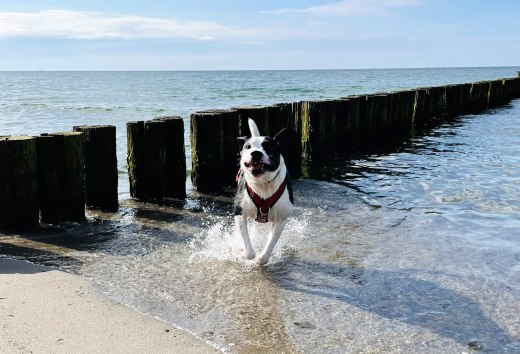 Happy dog running through the shallow water on the Baltic Sea beach in front of wooden groynes in the sun. Ask ChatGPT // Pure joie de vivre - a dog romps along the typical wooden groynes on the natural beach of the Baltic Sea. Perfect for a pet-friendly coastal vacation with plenty of freedom of movement. // © A. Wilken Happy dog running through the shallow water on the Baltic Sea beach in front of wooden groynes in the sun. Ask ChatGPT