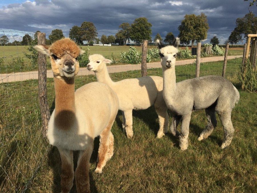 "Soul cuddlers" - Fleesensee Alpacas, © Fleesensee Alpakas