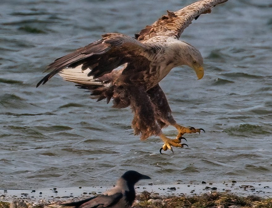Volwassen zeearend, © Kevin Hempel