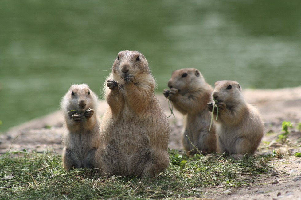 Prairie dogs, © Kristin Tetzlaff Prairie dogs, © Kristin Tetzlaff