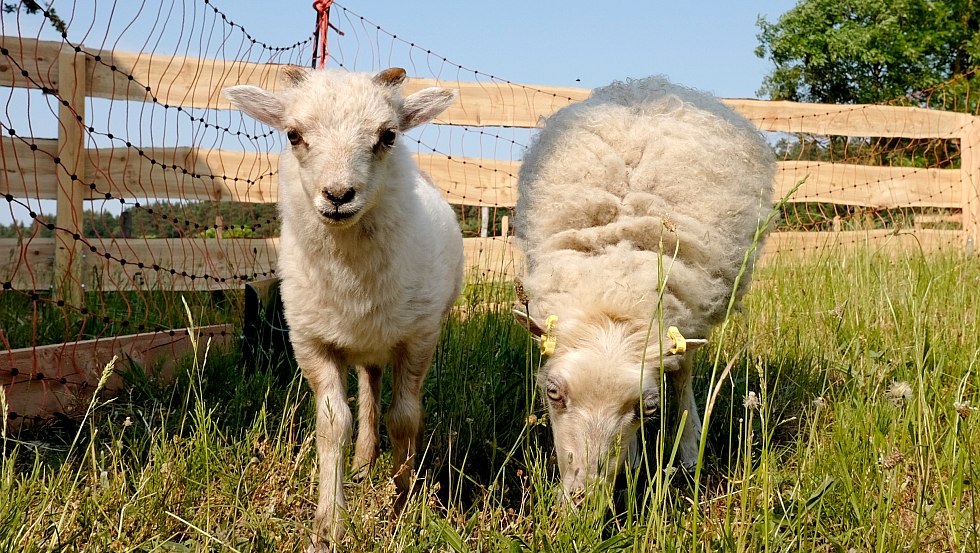 Onze mini-schapen // © Familie Hoffmann Onze mini-schapen // © Familie Hoffmann