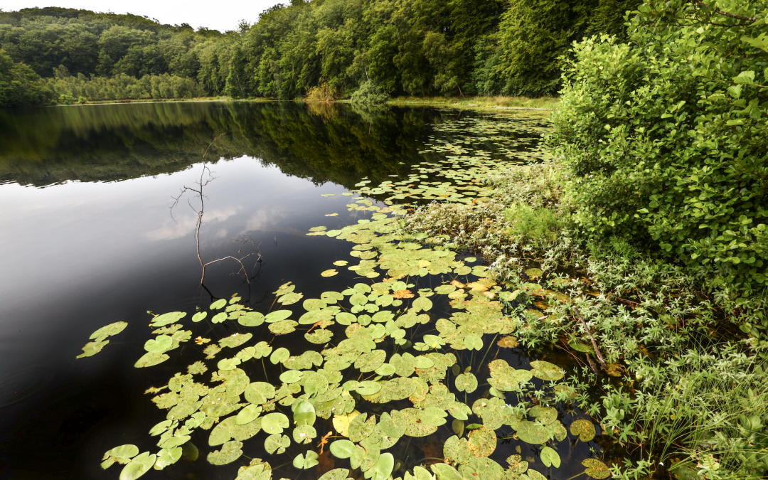 zwart-meer-in-de-granitz_4, © TMV/Gohlke