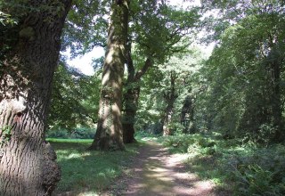 In het Dammereezer Landschapspark zijn veel oude reuzenbomen te zien., © Gabriele Skorupski