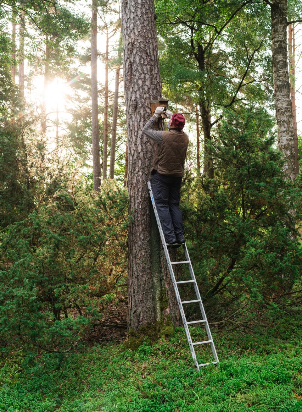 A man is standing on a ladder next to a tree, checking a bat box in the sparse morning forest.