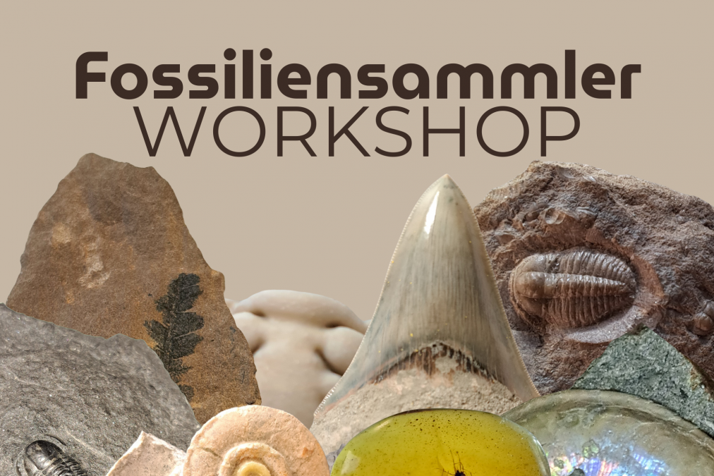 Fossil collector workshop IMX, © Ronald Klafack