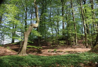 &copy; Biosph&auml;renreservat S&uuml;dost-R&uuml;gen