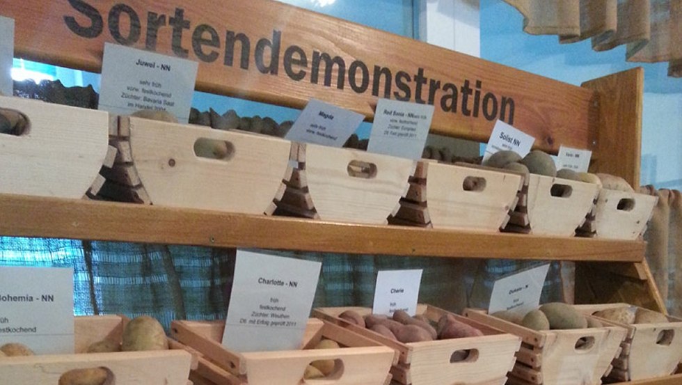 Variety of potato - can be experienced and touched in the potato museum // © Rainer Pestel Variety of potato - can be experienced and touched in the potato museum // © Rainer Pestel