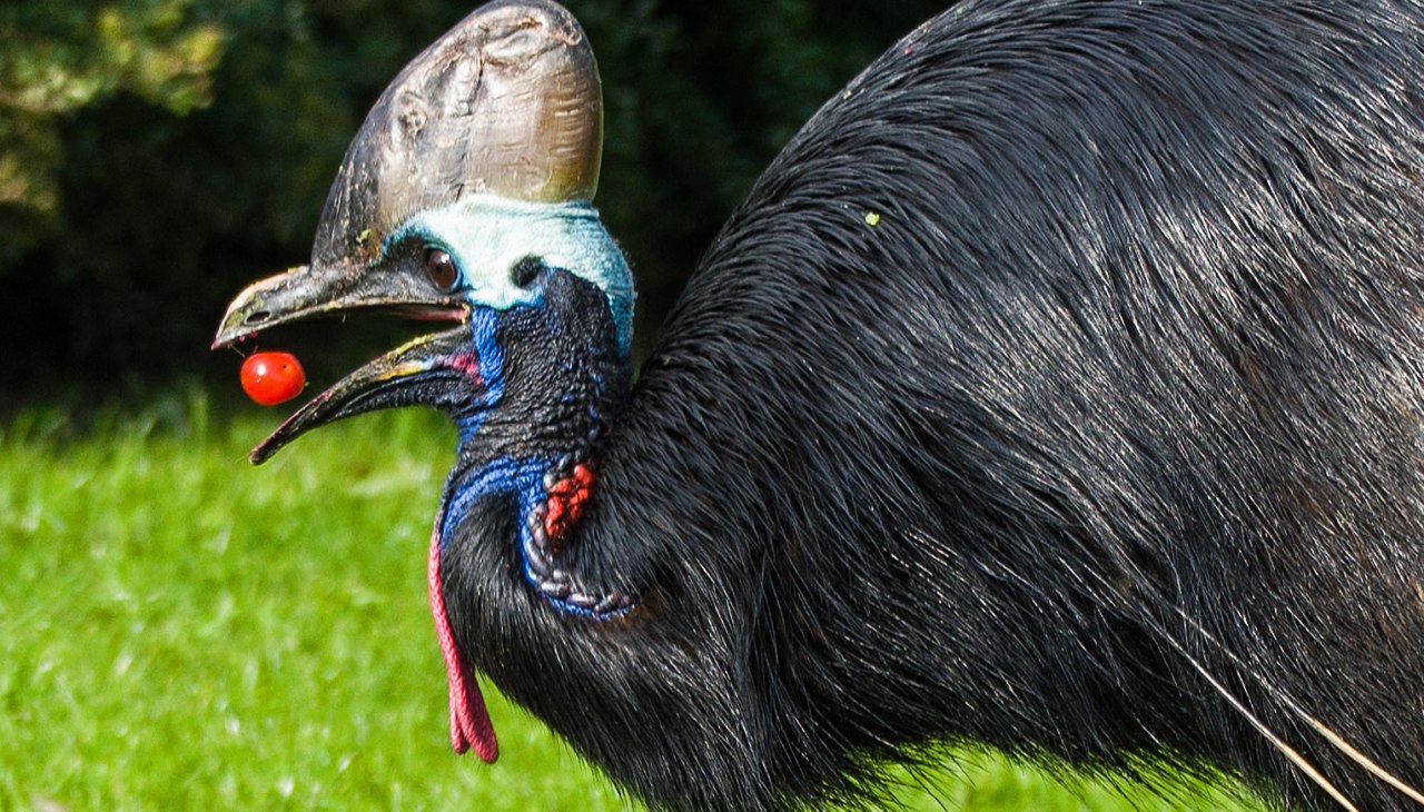 Cassowary eating tomatoes, © Vogelpark Marlow Cassowary eating tomatoes, © Vogelpark Marlow