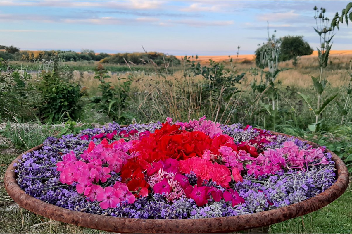 Letnia mandala z kwiat&oacute;w lawendy, floks&oacute;w i r&oacute;ż. W tle rozmyty widok ponad krawędzią dolnej części ogrodu na otaczający krajobraz. // &copy; Mirabell e.V.