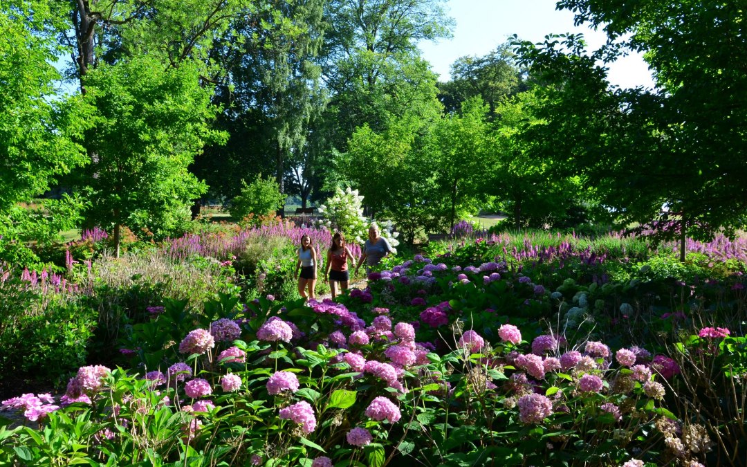In de zomer worden bezoekers betoverd door het hortensiaparadijs, © Kurverwaltung Feldberger Seenlandschaft