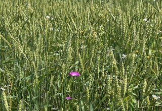 Wheat with wild wheatgrass // &copy; Elke Jander