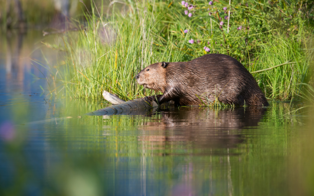 With a bit of luck we will discover beavers and other inhabitants of the Flusslanden., © Corina Posselt