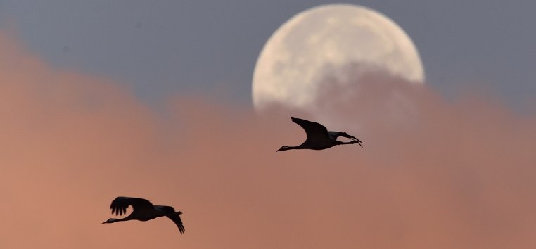 Cranes in the Morning // &copy; Karsten Peter