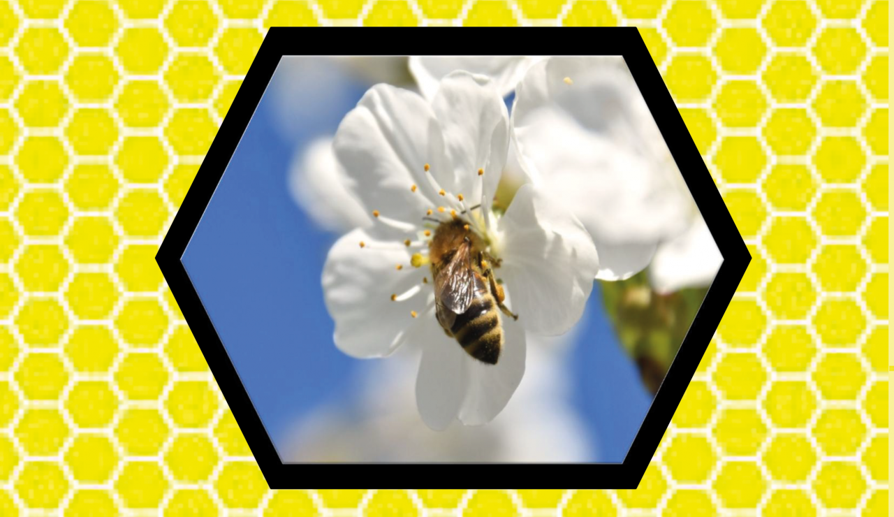 Wykład pszczół Boltenhagen 2026 1. strona, © René Beutekamp Wykład pszczół Boltenhagen 2026 1. strona, © René Beutekamp