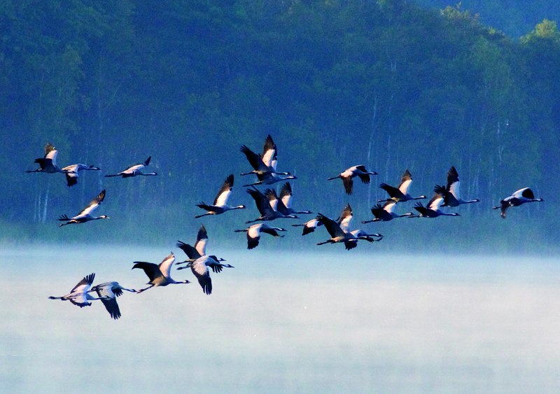 Bilet na dźwig, © Nationalpark-Service Müritz