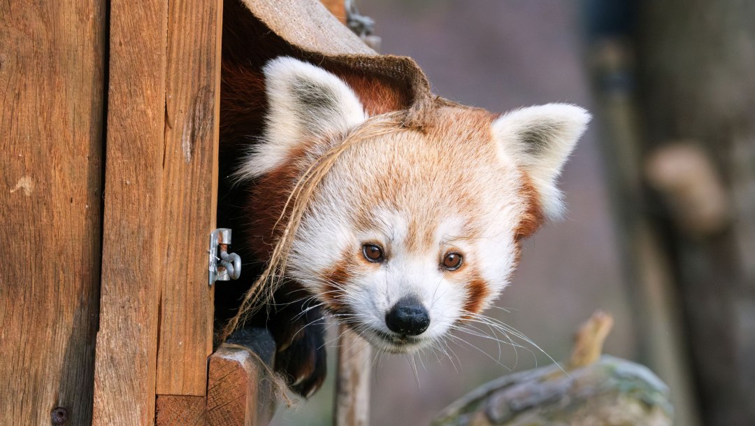 Red panda - Schwerin Zoo (2), &copy; Zoo Schwerin