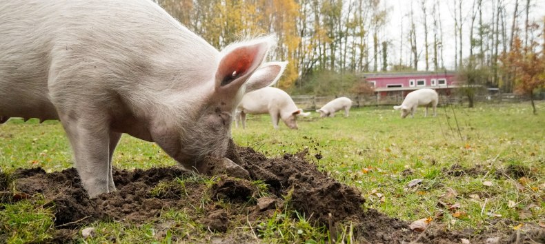 &copy; Land der Tiere