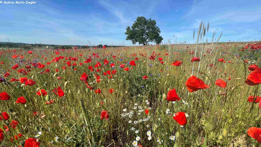 25-06-28 Historia i przyszłość 2, GMZ, &copy; np-msk