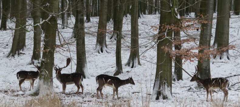 &copy; Nationalpark-Zentrum K&Ouml;NIGSSTUHL