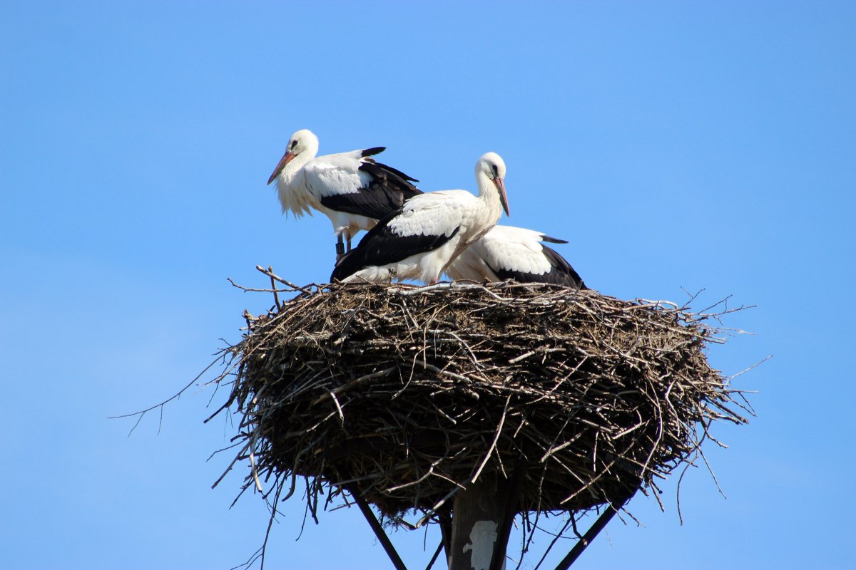 White storks on a nesting aid, &copy; Renate Colell