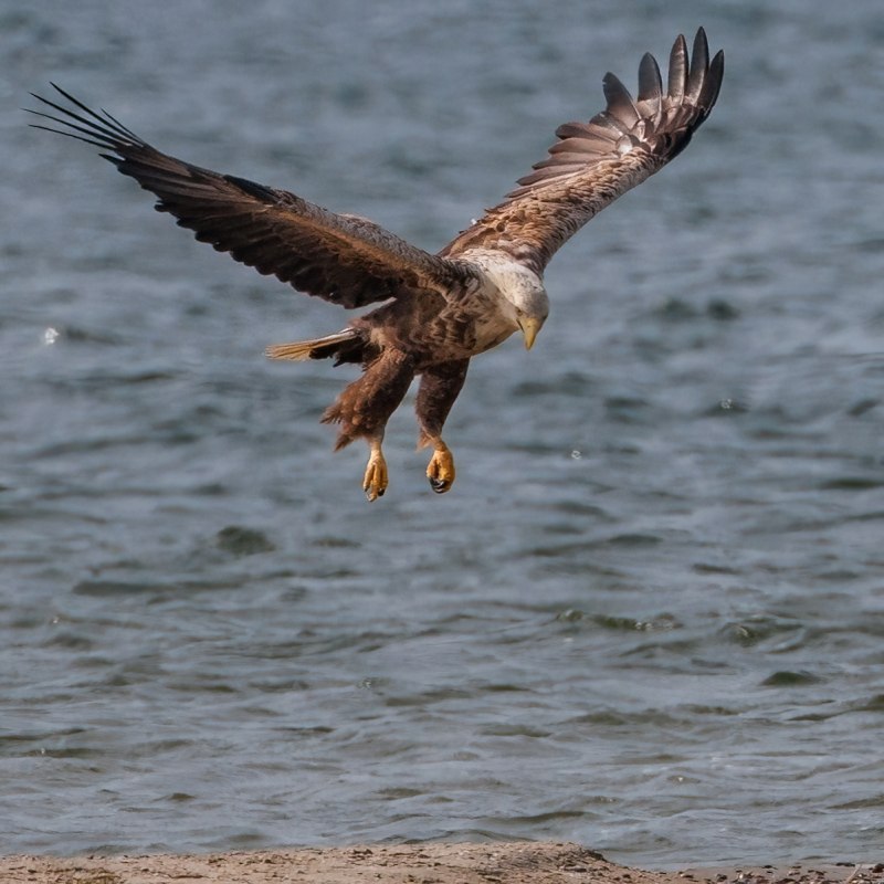 Sea eagle that lands // © Kevin Hempel Sea eagle that lands // © Kevin Hempel