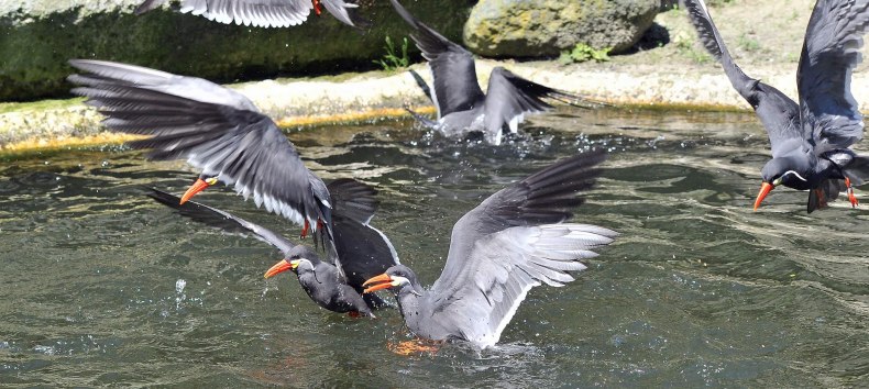© Zoo Rostock/Kloock