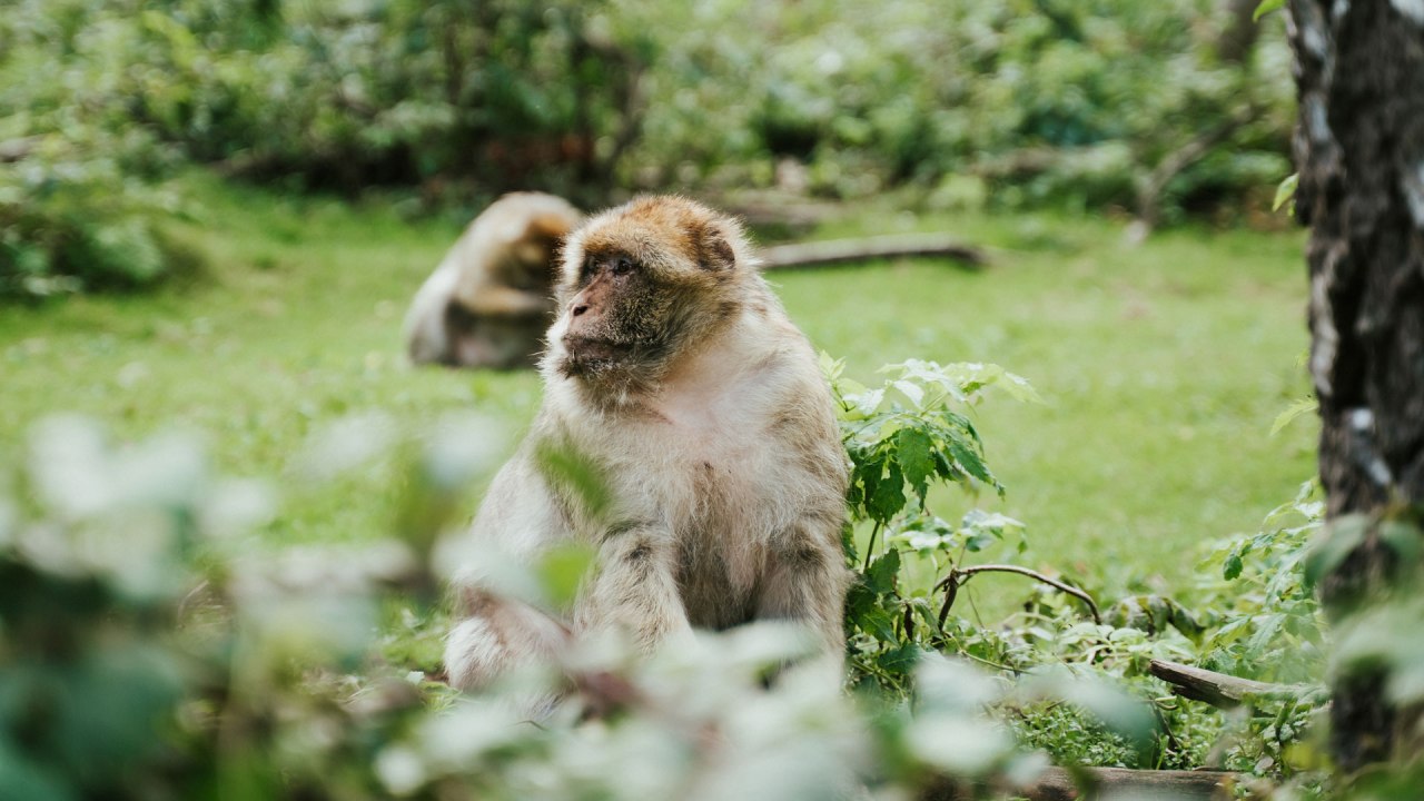 affenwald-malchow, &copy; 1000seen