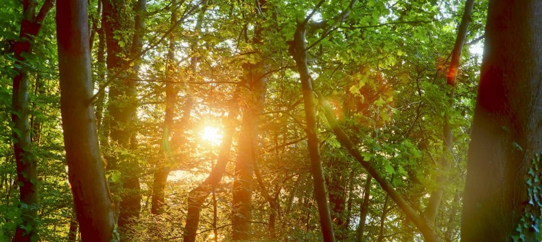 &copy; Kurverwaltung Goehren / Martin Stoever