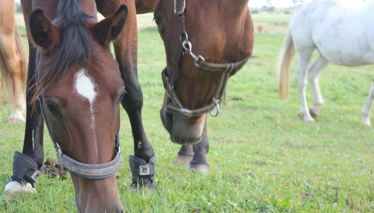 Riding and pension stable, © Rempliner Wiesenhof Riding and pension stable, © Rempliner Wiesenhof