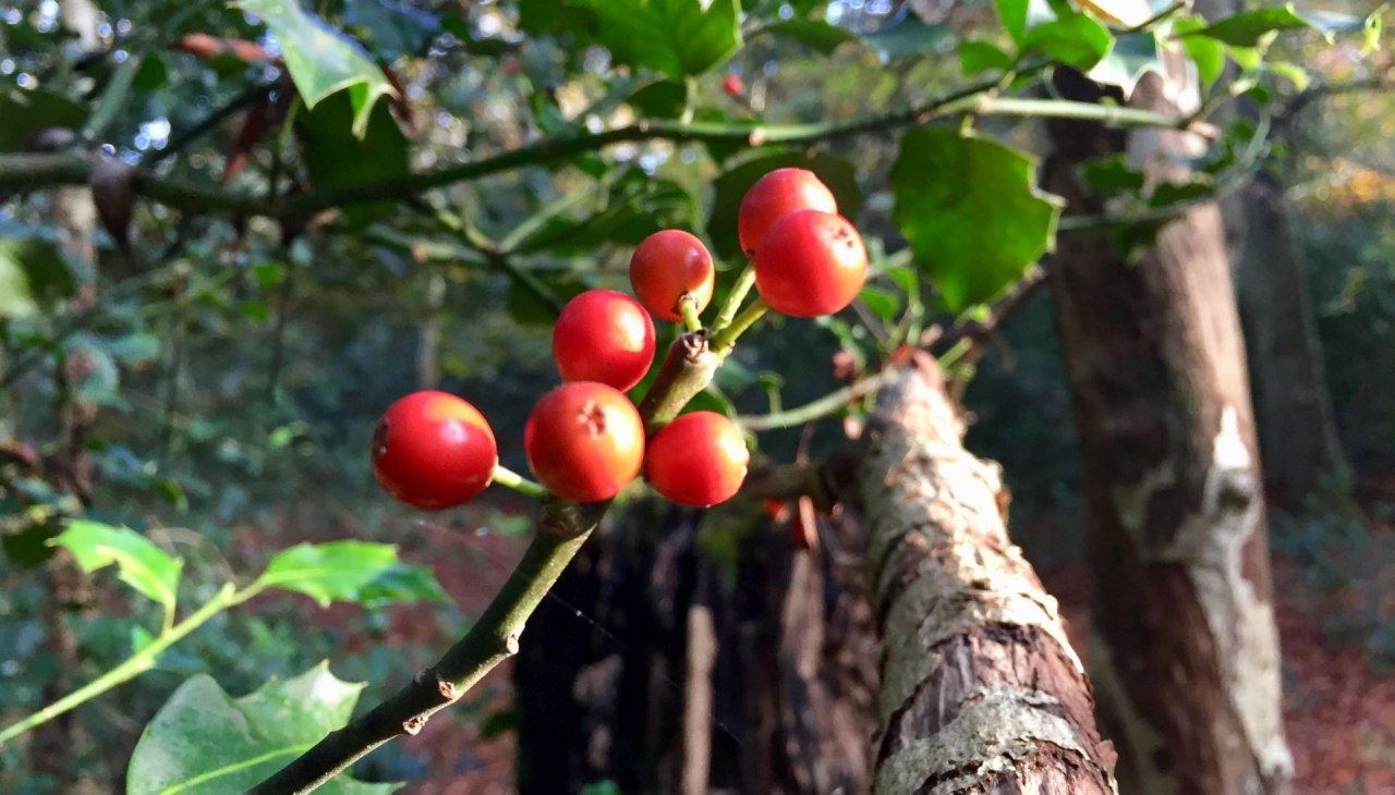 Ilex in het Ahrenshooper bos, © Kurverwaltung Ahrenshoop Ilex in het Ahrenshooper bos, © Kurverwaltung Ahrenshoop