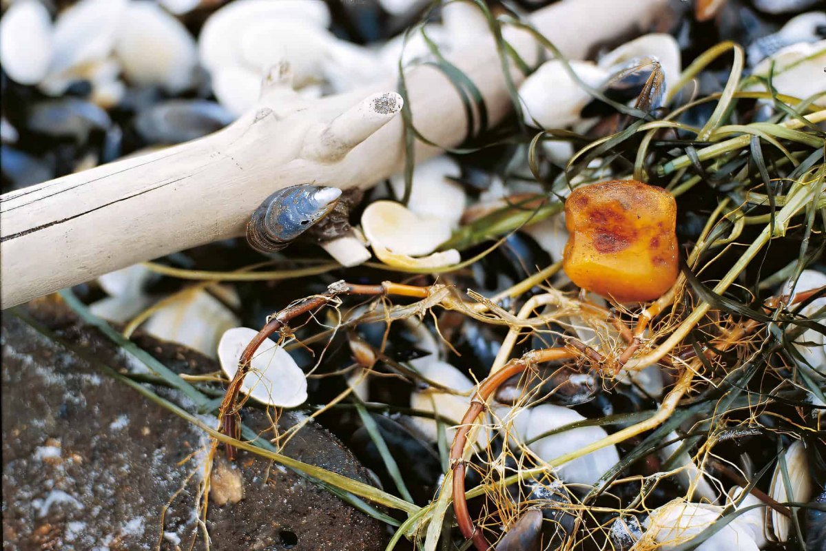 Close-up van barnsteen tussen schelpen, stenen en zeewier op het strand van Ahrenshoop. De foto hoort bij het kinderprogramma rond het zoeken naar barnsteen in het kader van de Kinderherfst. // © voigt&ktanz UG Close-up van barnsteen tussen schelpen, stenen en zeewier op het strand van Ahrenshoop. De foto hoort bij het kinderprogramma rond het zoeken naar barnsteen in het kader van de Kinderherfst. // © voigt&ktanz UG
