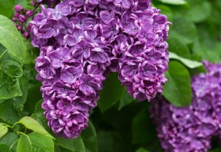 © Kurverwaltung Sellin © Kurverwaltung Sellin