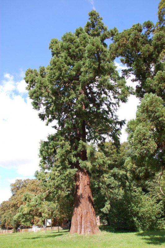 Deze sequoia, die ongeveer 150 jaar oud is, is een van de exotische soorten. // © Gabriele Skorupski Deze sequoia, die ongeveer 150 jaar oud is, is een van de exotische soorten. // © Gabriele Skorupski