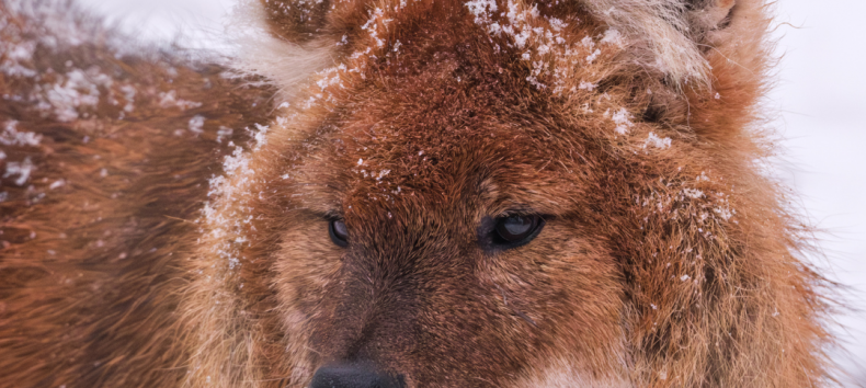Wintersafari in de dierentuin van Schwerin. Maak na sluitingstijd kennis met de dierentuin en zijn bewoners tijdens een exclusieve wintersafari. // &copy; Zoo Schwerin